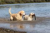 LABRADOR 195